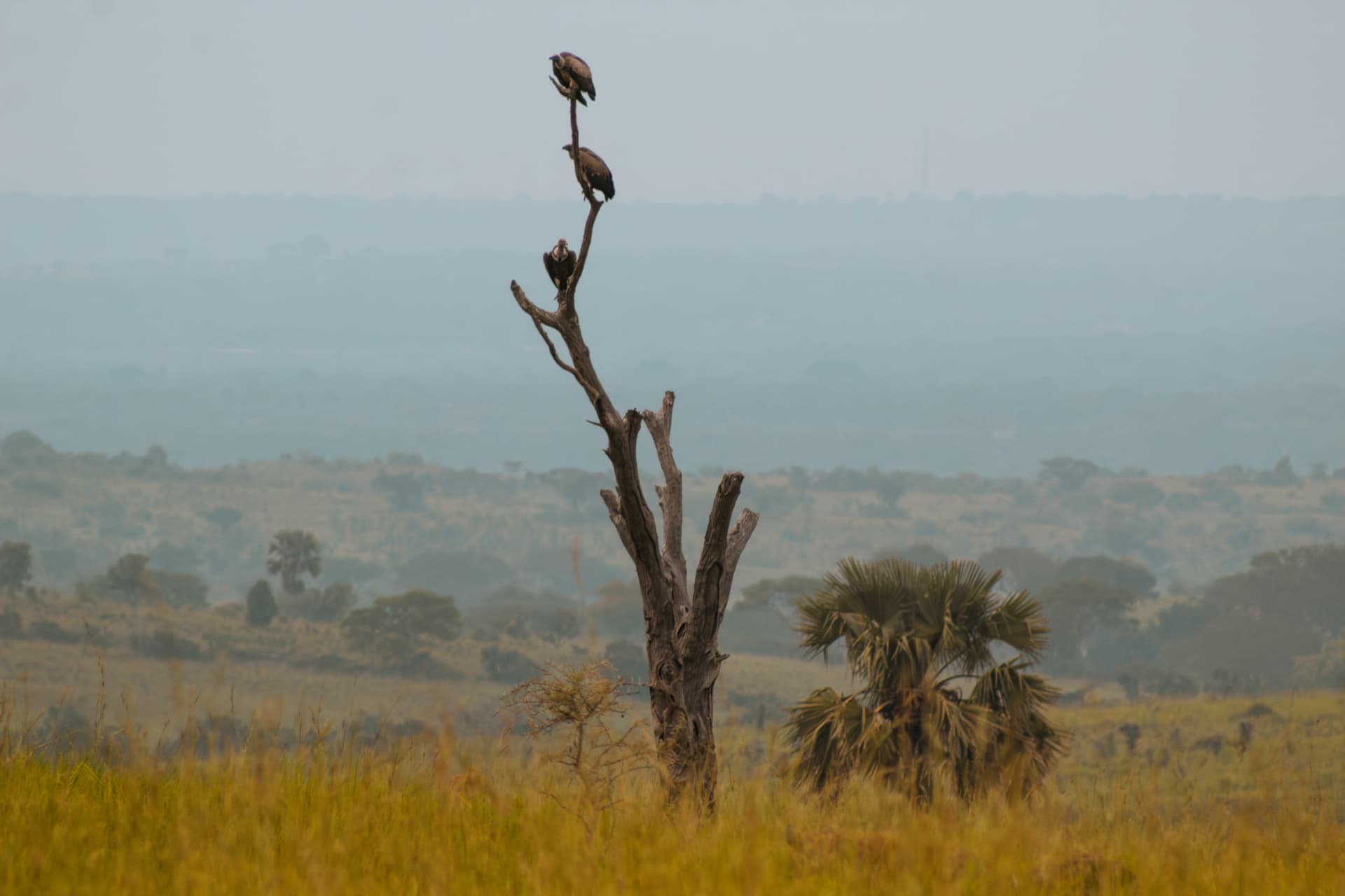 Sentinels — vultures perched on a dead tree above the savanna in Murchison Falls, Uganda, a reFocus Awards 2025 nominee